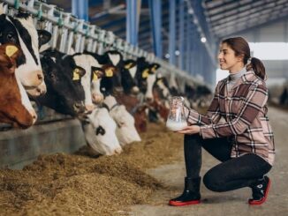 Cattle Supplements