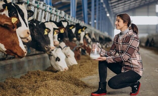 Cattle Supplements
