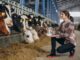 Cattle Supplements